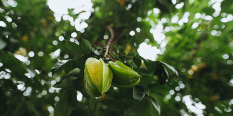 Carambola - Créditos: depositphotos.com / AlexGukBO