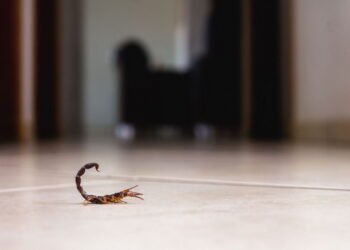 As três plantas que espantam escorpiões e deixam sua casa livre de perigo