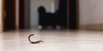 As três plantas que espantam escorpiões e deixam sua casa livre de perigo