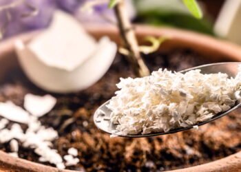 O truque caseiro que espanta lesmas e caracóis do seu jardim