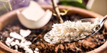 O truque caseiro que espanta lesmas e caracóis do seu jardim