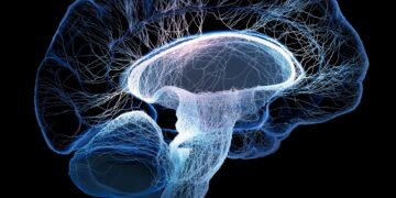 O cérebro prova que neuroplasticidade no envelhecimento é real