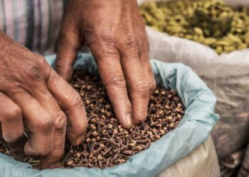Como plantar cravo-da-índia e usar as flores como remédio natural