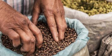Como plantar cravo-da-índia e usar as flores como remédio natural
