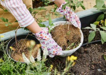 A mistura caseira que elimina ervas daninhas e salva seu jardim sem veneno