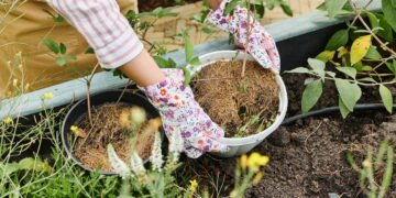 A mistura caseira que elimina ervas daninhas e salva seu jardim sem veneno