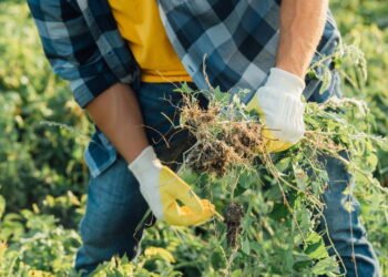A mistura caseira que elimina ervas daninhas e salva seu jardim sem veneno