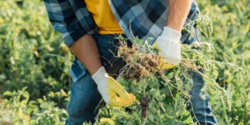 A mistura caseira que elimina ervas daninhas e salva seu jardim sem veneno