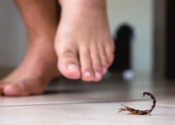 4 plantas que afastam escorpiões e ainda embelezam sua casa