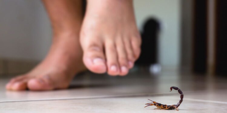 4 plantas que afastam escorpiões e ainda embelezam sua casa