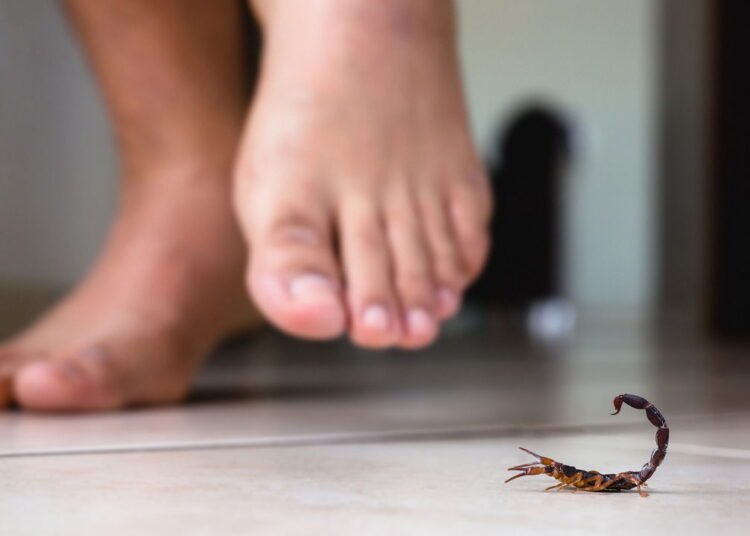 O que fazer e o que não fazer em caso de picada de escorpião em casa ...