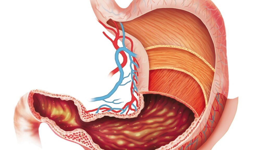 Cinco curiosidades sobre o corpo humano que você nunca ouviu