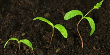 Descoberta em Galápagos muda tudo sobre a evolução das espécies