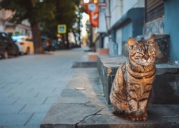 Ato de acariciar gatos