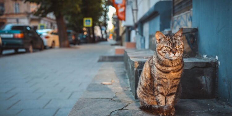 Ato de acariciar gatos