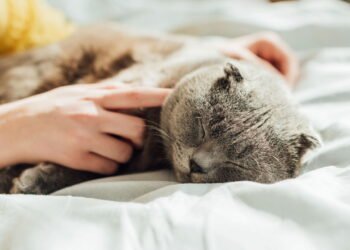 Cama de gato baixa em fio de malha virou tendência pet