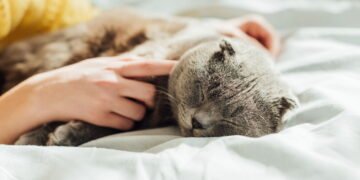 Cama de gato baixa em fio de malha virou tendência pet