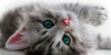 Poucos sabem, mas a camomila pode ajudar na saúde dos gatos