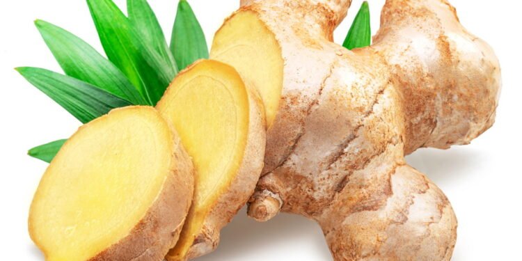 Como plantar gengibre em casa da maneira correta e colher raízes frescas o ano todo