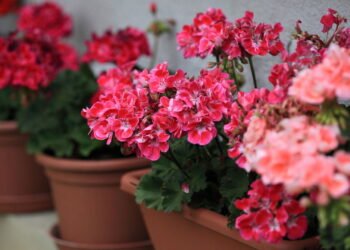 Essas plantas amam sol e são ideais para varandas ensolaradas