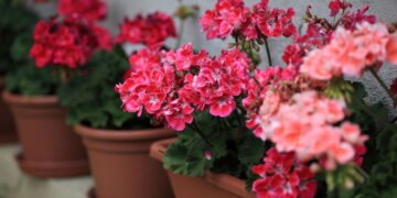 Essas plantas amam sol e são ideais para varandas ensolaradas