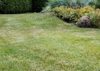 Especialistas revelam os erros mais comuns ao fertilizar gramados