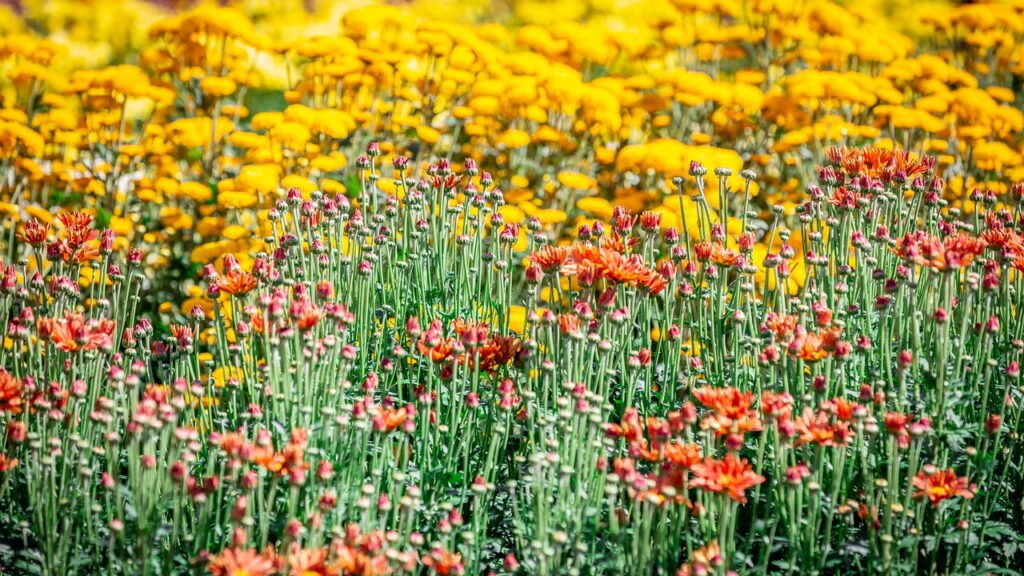 No interior paulista brotou uma cidade holandesa onde 15 mil pessoas vivem entre flores e segurança