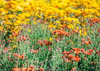 No interior paulista brotou uma cidade holandesa onde 15 mil pessoas vivem entre flores e segurança