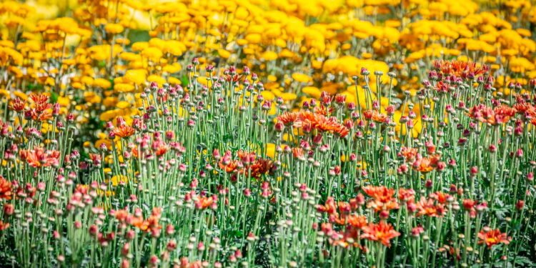 No interior paulista brotou uma cidade holandesa onde 15 mil pessoas vivem entre flores e segurança