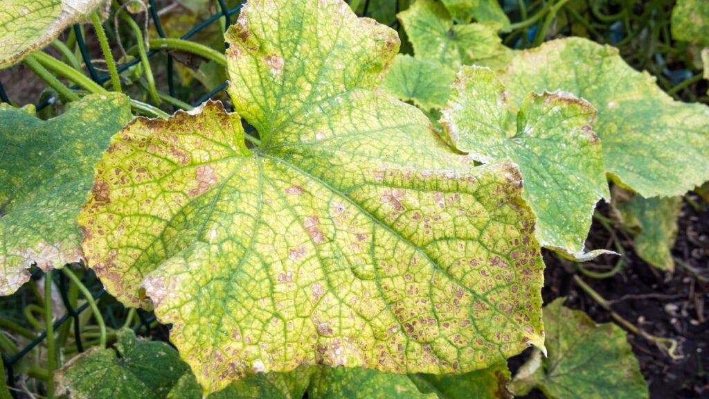 Como identificar fungos nas plantas e agir rápido para salvar sua horta