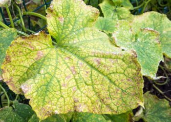 Como identificar fungos nas plantas e agir rápido para salvar sua horta