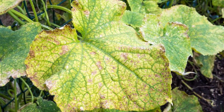 Como identificar fungos nas plantas e agir rápido para salvar sua horta