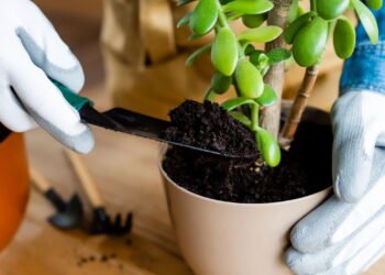 Conheça a prática da jardinagem e entenda como ela pode atuar como um dos melhores métodos antiestresse