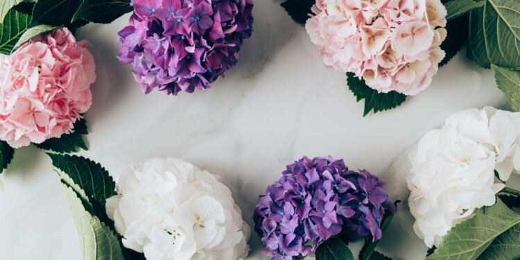 Você sabia que o pH do solo pode mudar a cor das flores?