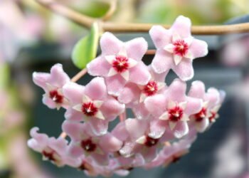 Dicas para cultivar flor-de-cera e deixar seu lar mais delicado