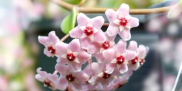 Dicas para cultivar flor-de-cera e deixar seu lar mais delicado