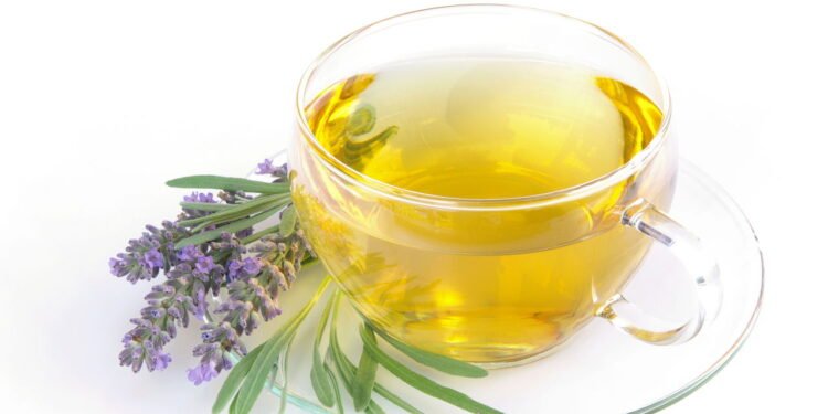 Como plantar lavanda