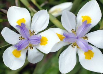 Veja como essa flor deixa calçadas e jardins mais bonitos e vivos
