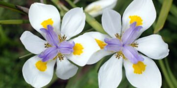 Veja como essa flor deixa calçadas e jardins mais bonitos e vivos