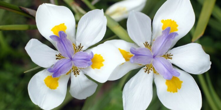 Moreia - Créditos: depositphotos.com / lucidwaters