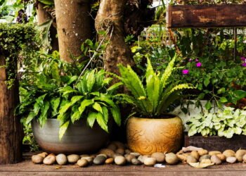 5 plantas que afastam insetos e mantêm sua casa livre de pragas