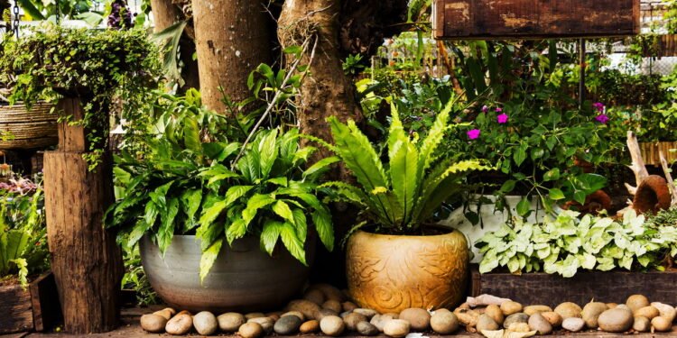 5 plantas que afastam insetos e mantêm sua casa livre de pragas