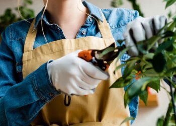 Três tipos de plantas perfeitas para iniciantes na jardinagem