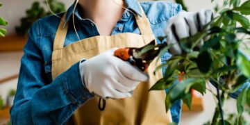 Três tipos de plantas perfeitas para iniciantes na jardinagem