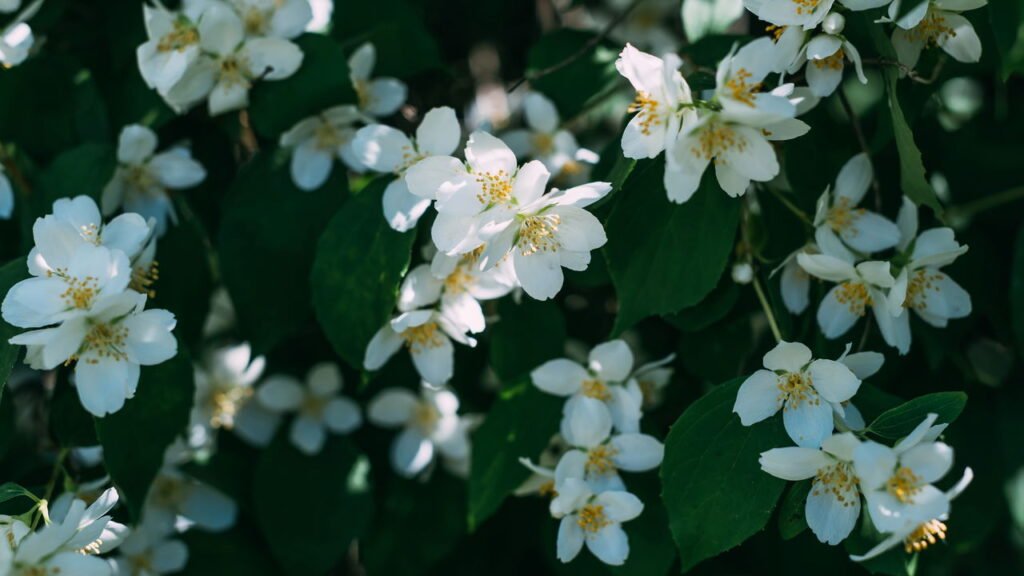 O aroma desta planta está transformando noites mal dormidas em puro descanso