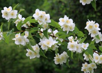 A planta mais cheirosa e bonita para cobrir seu muro sem esforço