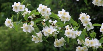A planta mais cheirosa e bonita para cobrir seu muro sem esforço