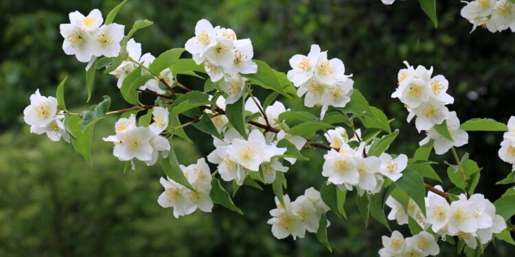 Jasmim - Créditos: depositphotos.com / orestligetka.ukr.net