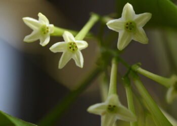 Você sabia que existem plantas que florescem só à noite?
