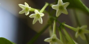 Você sabia que existem plantas que florescem só à noite?